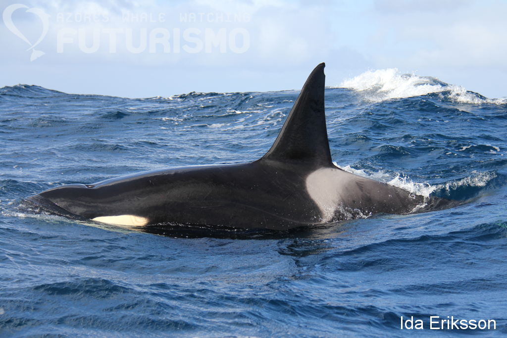 Orca+male+1.png